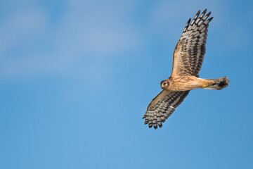 Hen Harrier - Kornweihe - Circus cyaneus, Germany (Niedersachsen), 1st cy