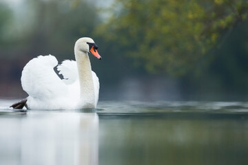 Fototapeta premium Mute Swan - Höckerschwan - Cygnus olor, Germany (Baden-Württemberg), adult
