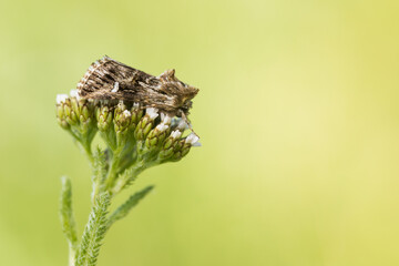Macro image of an insect in Germany