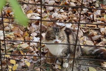 cat on the tree