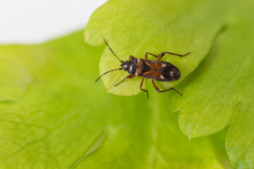 Macro image of an insect in Germany