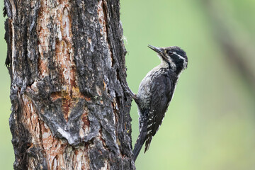 Three-toed Woodpecker, Picoides tridactylus ssp. tridactylus