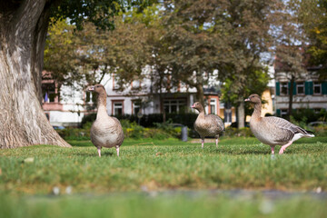 Fototapeta premium Pink-footed Goose - Kurzschnabelgans - Anser brachyrhynchus, Germany (Baden-Württemberg), adult