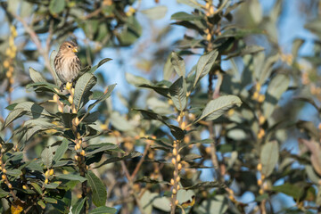 Twite - Berghänfling - Carduelis flavirostris ssp. flavirostris, Germany (Niedersachsen)