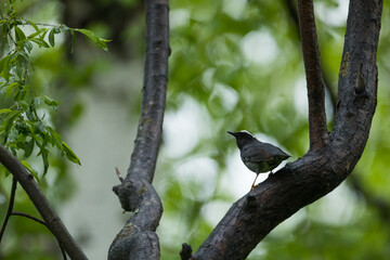 Siberian Thrush - Schieferdrossel - Geokichla sibirica, Russia (Baikal), adult
