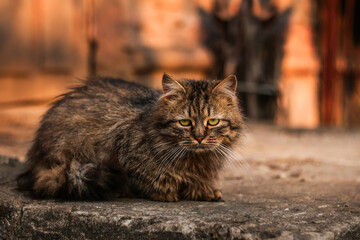 Sad Homeless ginger Cat sitting outdoor. Homeless animals. Concept help Homeless Cats