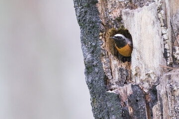 Common Redstart - Gartenrotschwanz - Phoenicurus phoenicurus ssp. phoenicurus, Russia (Oblast Irkutsk), adult male