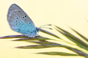Macro image of an insect in Germany