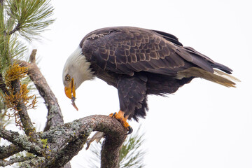 Eagle tears off a piece of fish.