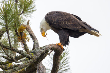 Eagle rips away a stringy part of fish.
