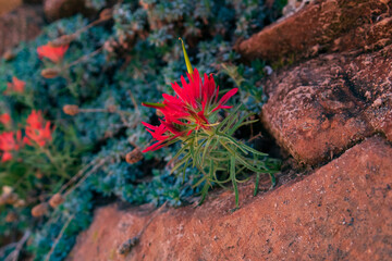 Indian Paintbrush wildflowers