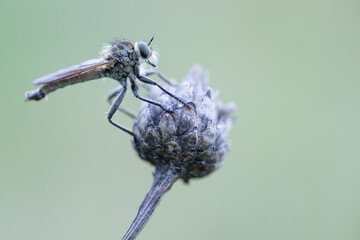 Macro image of an insect in Germany