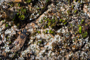 Macro image of an insect in Germany