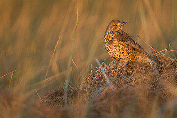 Mistle Thrush - Misteldrossel - Turdus viscivoruss ssp. viscivorus, Germany (Lower Saxony), 1st cy