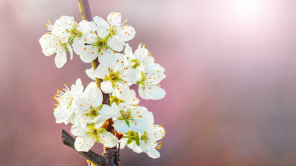 Plum flowers on a tree close up in the sun light