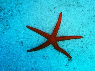 Fototapeta na wymiar starfish on blue background