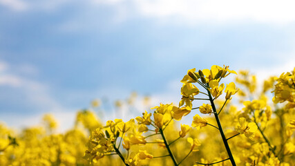 Obraz premium Rapeseed field with yellow flowers on sky background