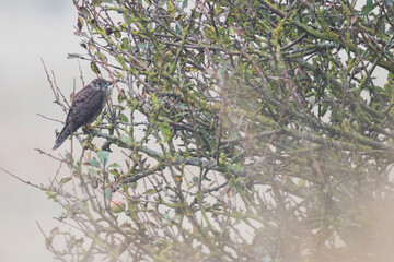 Merlin - Merlin - Falco columbarius ssp. aesalon, Germany (Niedersachsen), 1st cy
