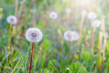 White dandelions in a meadow among the grass in sunny weather