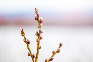 Willow branch with catkins on a light background near the river