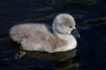 A mating pair of Mute Swans (Cygnus olor) shepherd their 4 day old cygnets along a Fenland dyke in the heart of Cambridgeshire, the 7 youngsters learning and feeding as they go along.  