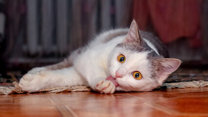 A young cat lies in a room on the floor