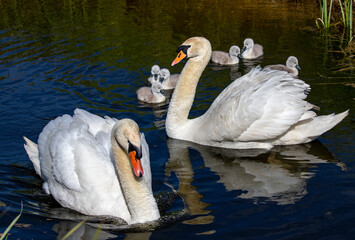 A mating pair of Mute Swans (Cygnus olor) shepherd their 4 day old cygnets along a Fenland dyke in the heart of Cambridgeshire, the 7 youngsters learning and feeding as they go along.  