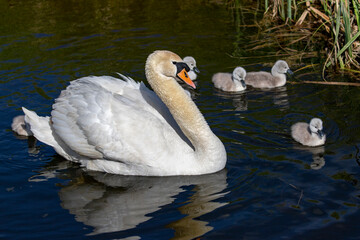 A mating pair of Mute Swans (Cygnus olor) shepherd their 4 day old cygnets along a Fenland dyke in the heart of Cambridgeshire, the 7 youngsters learning and feeding as they go along.  