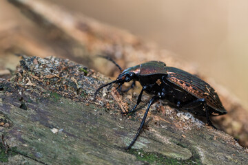 Macro image of an insect in Germany