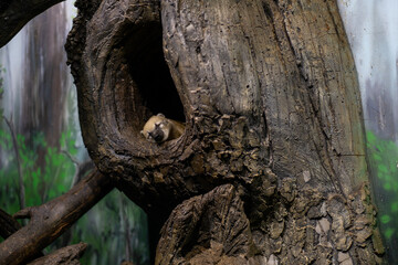Obraz premium Cute coati sleeping in hollow tree. Pretty animal resting in enclosure.