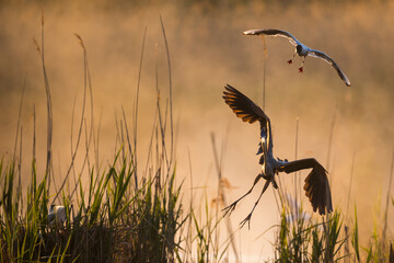 Purple Heron - Purpurreiher - Ardea purpurea ssp. purpurea, Germany (Baden-Württemberg), adult