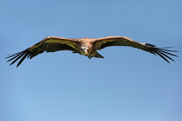 Gänsegeier im Flug, frontal, vor blauem Himmel, Gyps fulvus