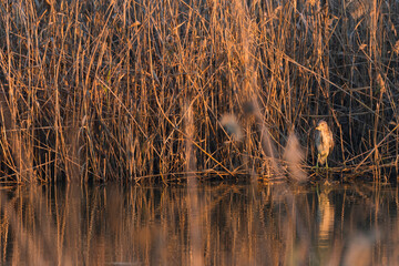 Black-crowned Night-heron - Nachtreiher - Nycticorax nycticorax ssp. nycticorax, Spain, 2nd cy