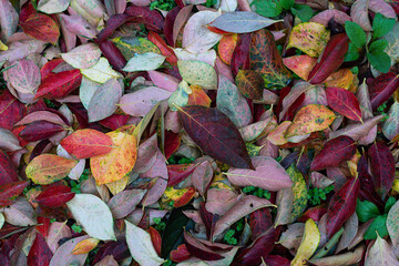 Autumn leaves 1