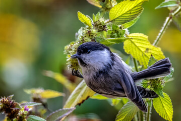 The willow tit