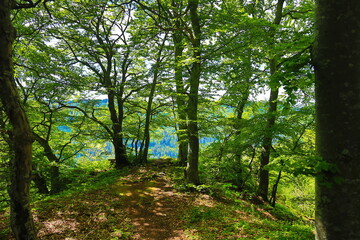 Fototapeta premium Waldweg zum Aussichtspunkt Paterfelsen