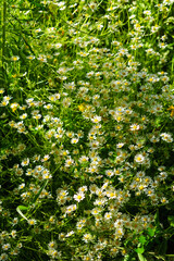 Manzanillas silvestres de campo, en flor. 