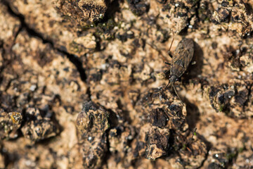 Macro image of an insect in Germany