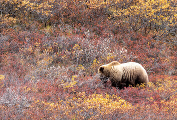 Grizzly Bear in Denali National Park Alaska in Autumn
