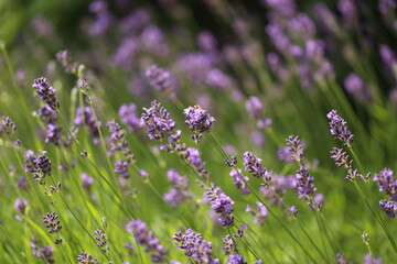 Buterfly cabbage butterfly on flower, macro. Pieris brassicae pollinating lavender in the garden.