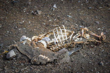 The remains of a penguin close up in Antarctica