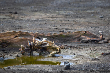 The remains of an elephant seal lie on a stone beach in Antarctica