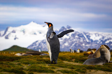 A king penguin stands on green grass with raised wings with snow-capped mountains in the background in South Georgia.