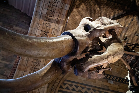 American mastodon (Mammut americanum) skull