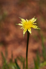 Yellow wildflower close-up