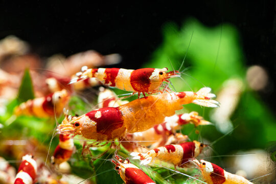Caridina cantonesis crystal red shrimp aquarium pets nature