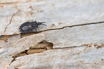Macro image of an insect in Germany