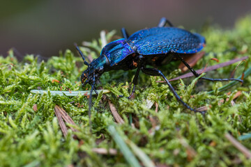 Macro image of an insect in Germany