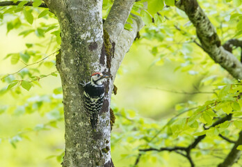 White-backed Woodpecker - Weissrückenspecht - Dendrocopos leucotos ssp. leucotos, Austria (Vorarlberg), adult, male
