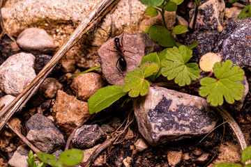 ants on the ground